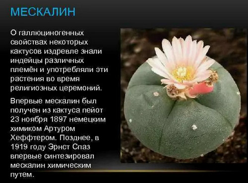 Зацвела