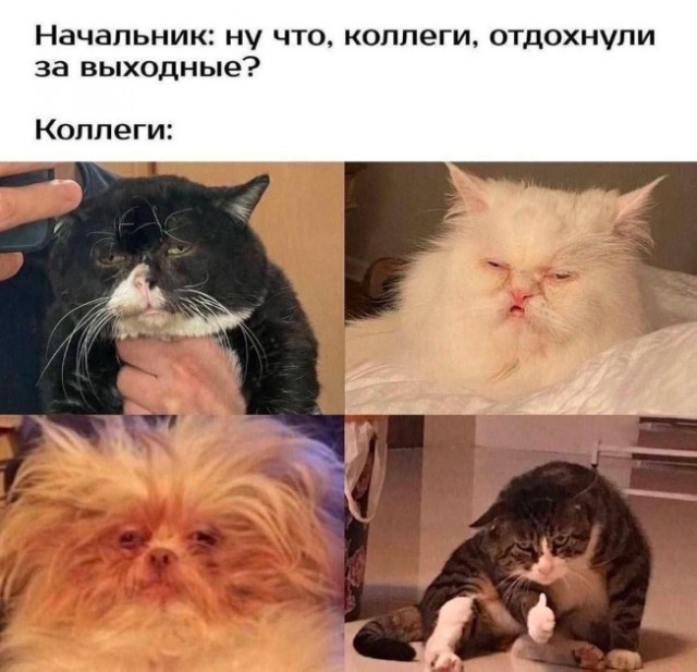 К котовторнику: подборка картинок-баянов с котиками и про котиков. Выпуск 13