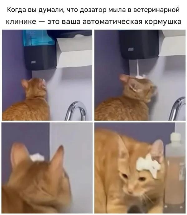 Подборка картинок к котовторнику