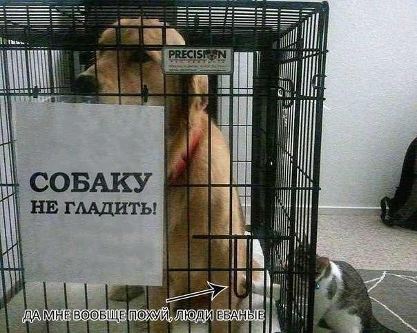 Капля позитива