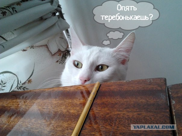 Коты иногда видят страшные вещи)