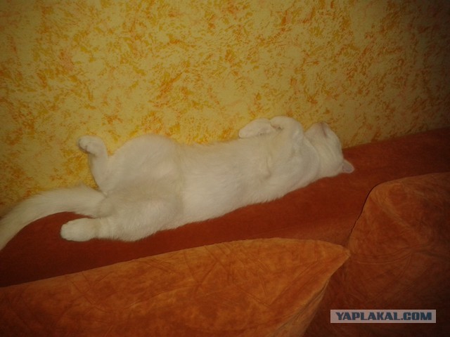 Котовторник 18.11.2014