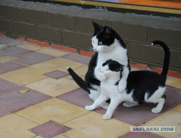 Две желтые зажигалки