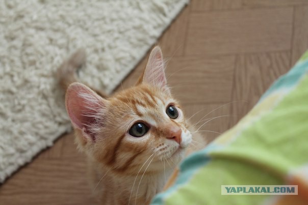 Котовторник 04.08.2015