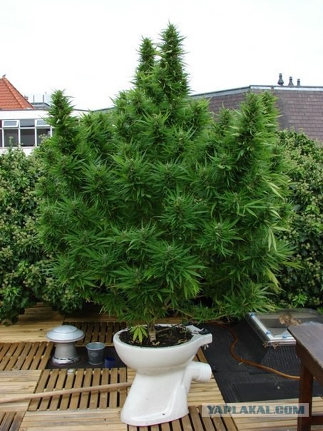 14 идей, что подарить девушке на 8 Марта