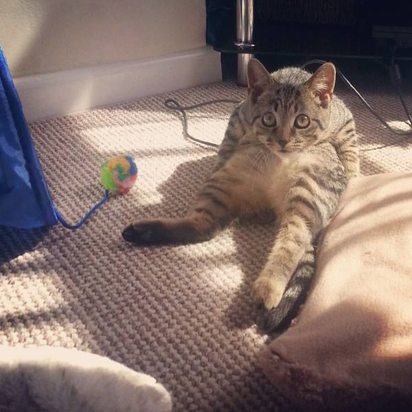 Скотинки - Животинки