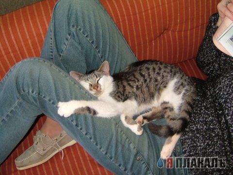Коты, кошки, котята