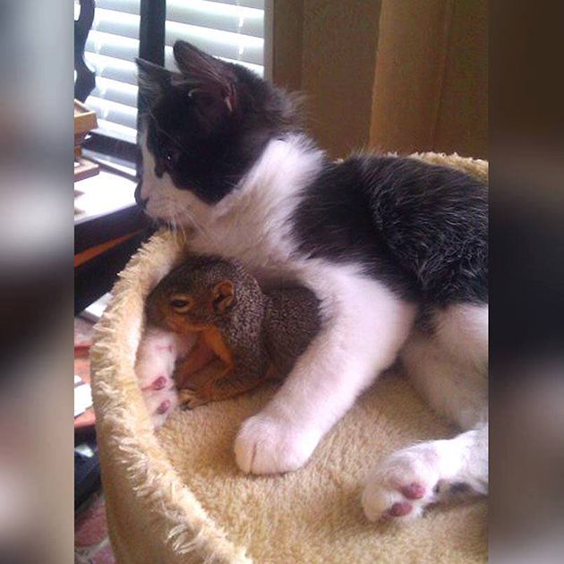 Коты и Кошки