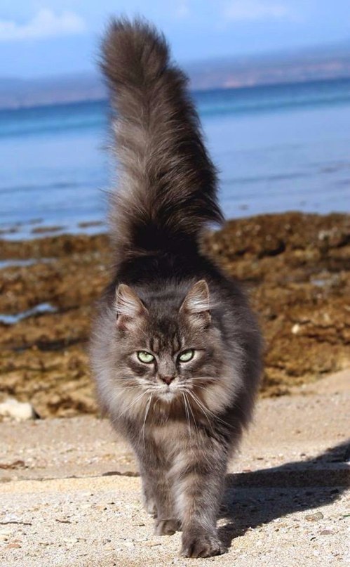 Коты и Кошки