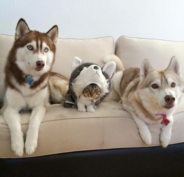 Коты и Кошки