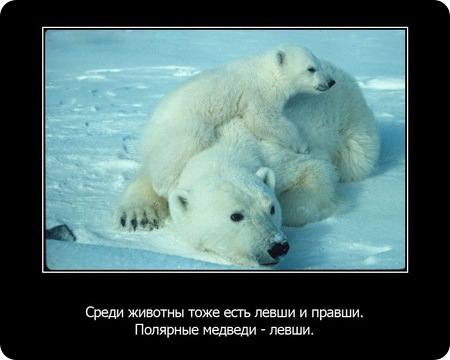 23 интересных факта о животных, которые вас удивят