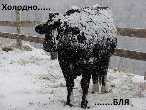 Danone перевозит тысячи коров из ЕС в Сибирь