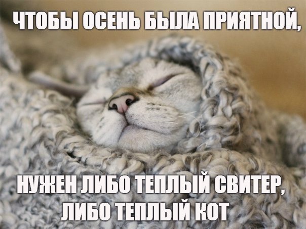 Коты и Кошки
