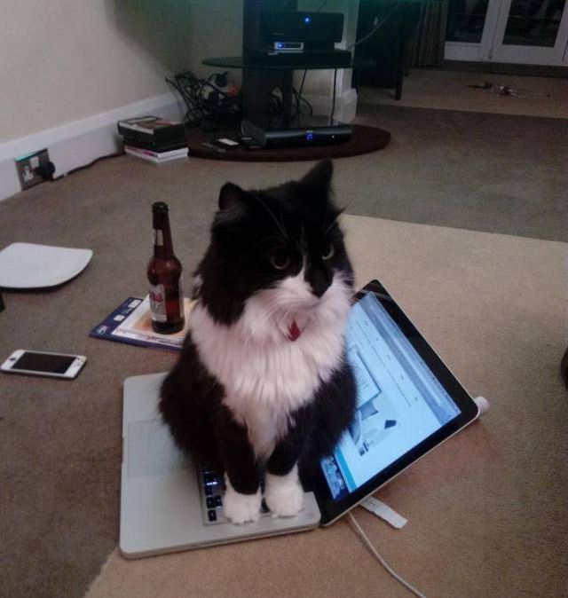 Коты и Кошки