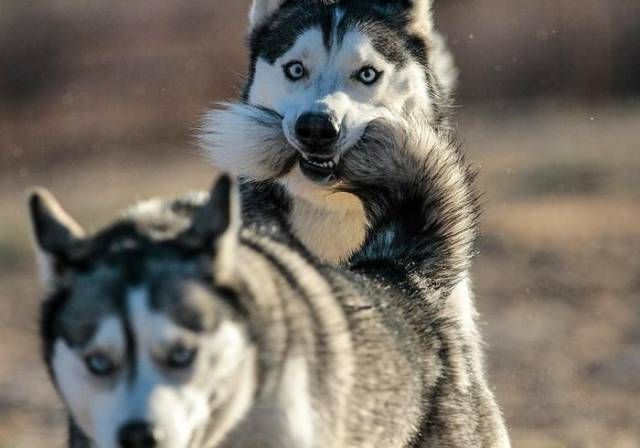 Подборка забавных животных