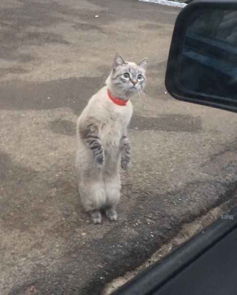 Коты и Кошки