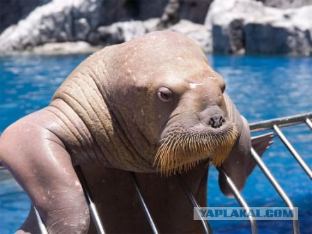 Поймали чуть-чуть рыбца...