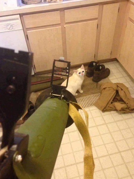 Прикольных котов пост