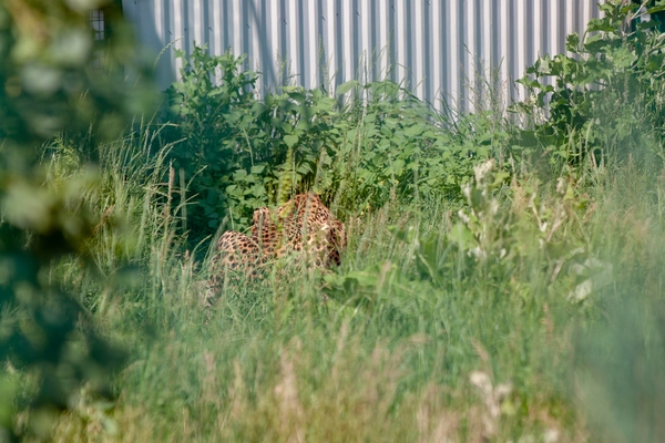 Котовторник 19.06.2018