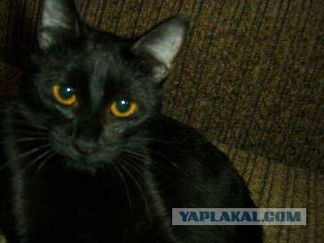 Котовторник на ЯПлакалъ (20.05.08), прикольные коты, добавляем свои!