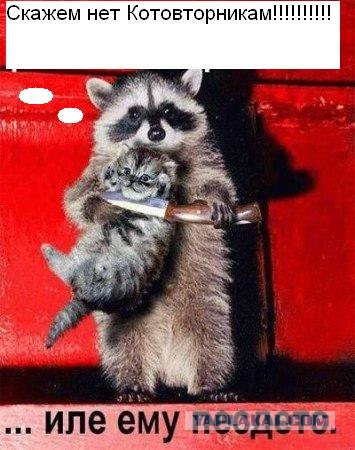 УРРААА ! Котовторник на ЯПлакалъ !