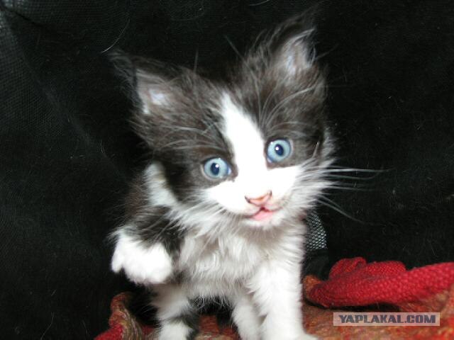 Уррааа! Котовторник на ЯПлакалъ!