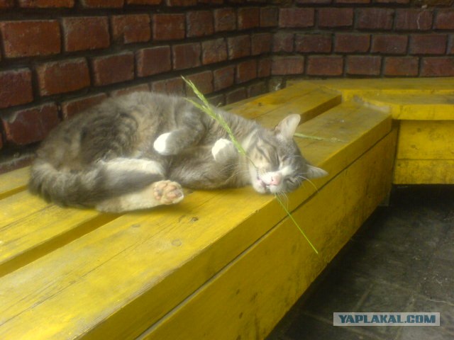 Котятовторник
