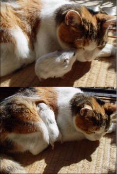Котейкин вторник! Космический 12.04!