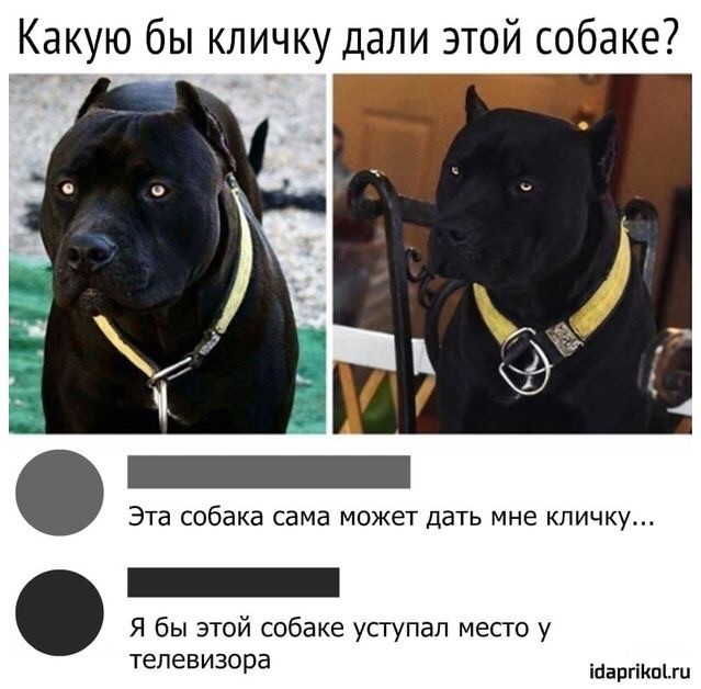 О волосатых яжотцах