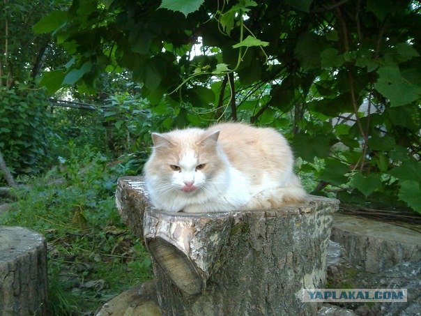 С котовторником !