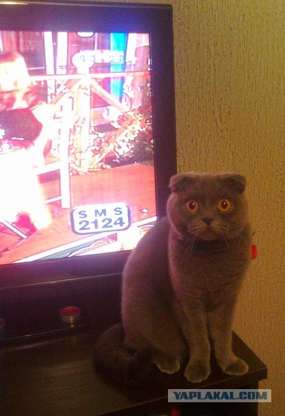 Котовторник 1.11.11