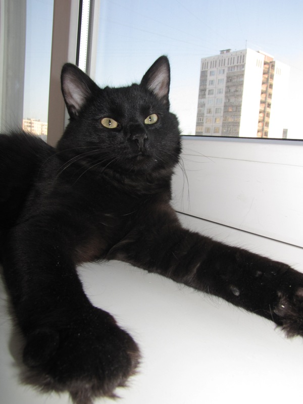 Котовторник (28.02.2012)