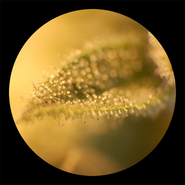 Марихуана под микроскопом (19 фото)