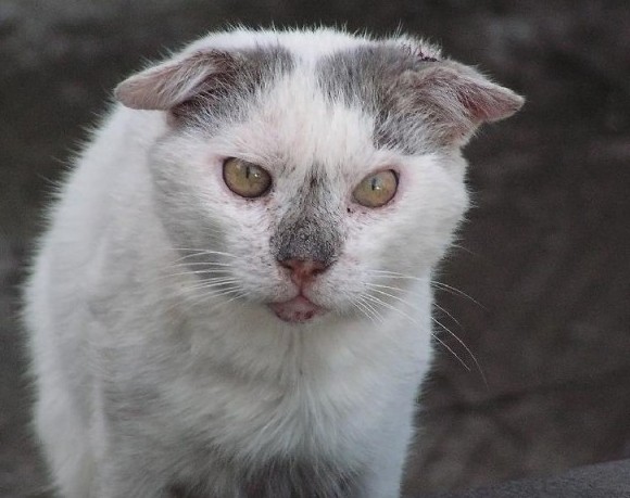 Картинки с котами и про котов
