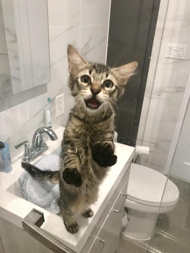 Забавные фото котеек