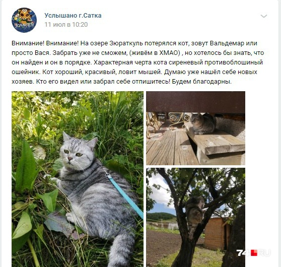 Кот