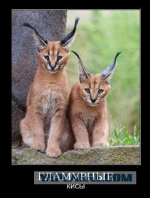 Мужики спасли рысь