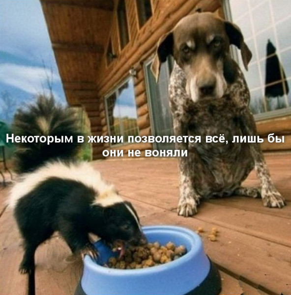 Весёлый полтишок 23.07