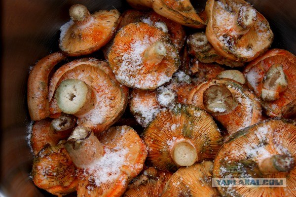 Осень в банках