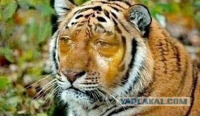 Ford начала продавать электродвигатели, чтобы автовладельцы могли превратить свою машину в электромобиль