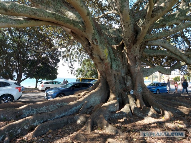 ЯП кругосветка. Этот проект завершился!