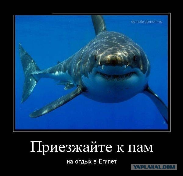 В Египте акула напала на туристку — она откусила ей руку и ногу
