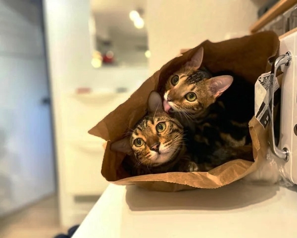Ловушки для котов
