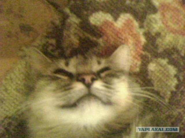 Котовторник 30.04.2013