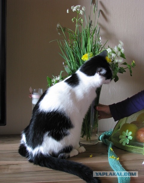 Этот страшный банан