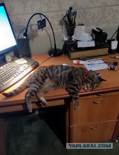 А в следующей жизни я хотел бы быть котом
