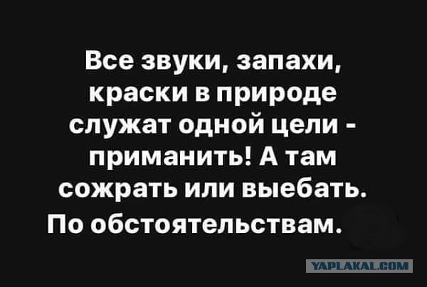 Киски, обезьянки, птички и другая животинка, которую вы все так любите