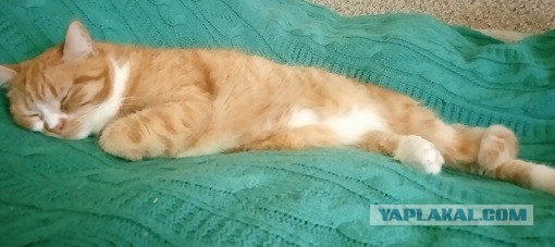 Котовторник!