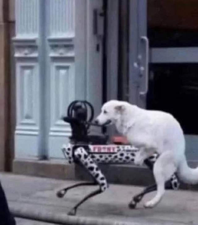 У нас щенки
