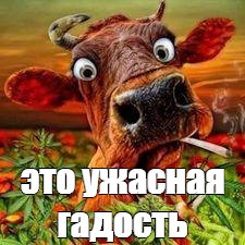 Пятничные 100м2 дичи